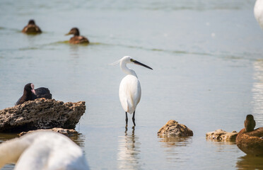 The small white heron or Little egret stands in the lake