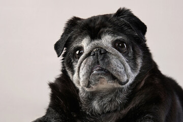 Happy dog. old pug on a beige background in the studio. pet indoor