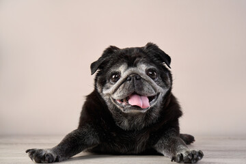 Happy dog. old pug on a beige background in the studio. pet indoor