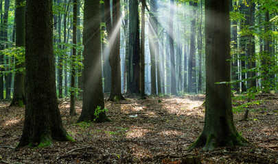 Fototapeta premium Beautiful sunny morning in green forest
