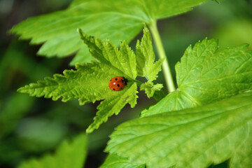 cute ladybird on the green currant leaf isolated in sunny day, close-up