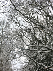 trees and shrubs in winter are covered with fluffy snow like in a fairy tale