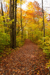 Obraz premium Hiking trail through the woods in Autumn