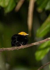 Golden-headed manakin (Ceratopipra erythrocephala), in Colombia