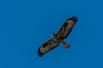 Isolated single raptor cruising the blue sky- Israel