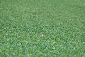 valuable game animal grazing on a green lawn, mammal hare of the lagomorph order, Lepus europaeus eats young rapeseed plants, concept of harming agriculture, object of amateur and sport hunting