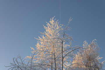 Snow-covered treetops with an airplane trail and clear sky in the background. Winter forest in the Far North of Russia.