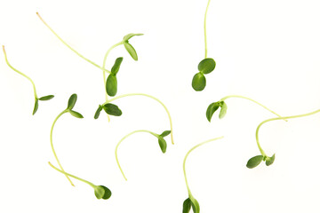 Falling Sunflower sprouts leaves on white background, with a short distance, nobody, the concept of healthy food