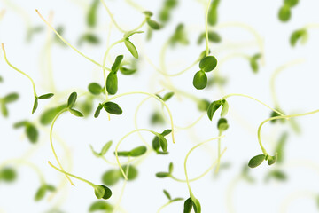 Falling Sunflower sprouts leaves on white background, with a short distance, nobody, the concept of healthy food