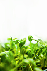 close up of sprouts with close range on white background