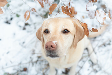 Labrador im Schnee