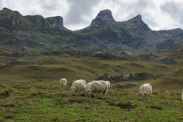 Group of white sheep in front of beautiful landscape in the pyrenees Mountains, Nouvelle-Aquitaine, France