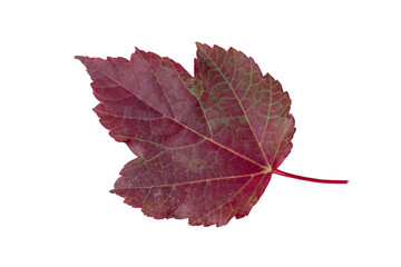 Autumn leaf isolated on white background. Crimson leaf.
