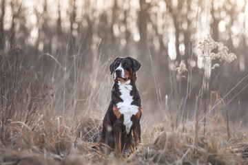 Großer Schweizer Sennenhund