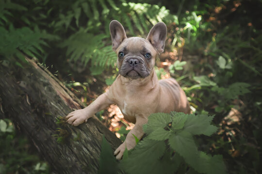 Franz&ouml;sische Bulldoggen Welpe
