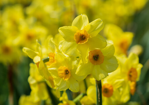 close-up yellow daffodils field on spring.