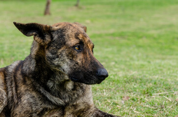 Perro sentado