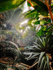 Fototapeta premium Botanical views