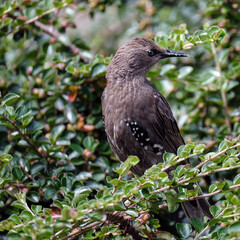 Juvenile Starling In Bush