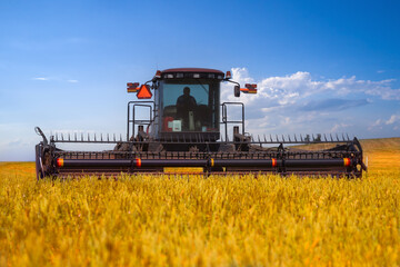 Harvesting. A self-propelled harvester mows a ripe ear in a wheat field. Close-up.