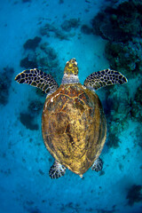 Obraz premium Tortuga verde nadando en el Mar Rojo