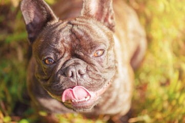 Portrait of a French brindle bulldog with black color. Dog on the background of green grass.