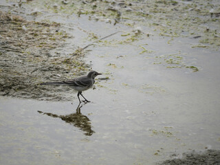 white wagtail walking and fishing