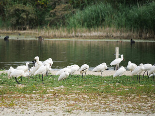 spoonbill cleaning their feather