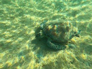 Obraz premium Sea turtles in the Parc marin de Mohéli 