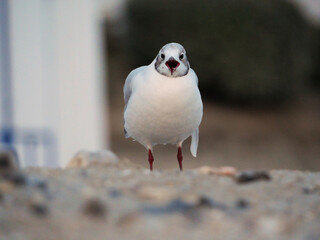 a seagull is shouting on the beach
