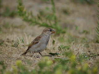 young chaffinch on the ground