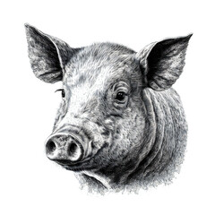 Fototapeta premium Pig's head - engraving