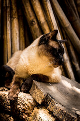 ALL&Iacute;, &Eacute;L