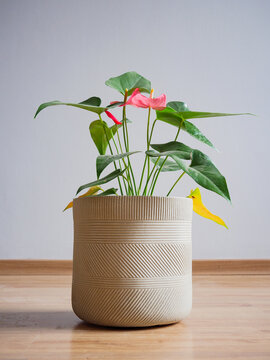 Anthurium (Anturios), en maceta de dise&ntilde;o color natural en un fondo gris claro con piso de madera, minimalista con sombra