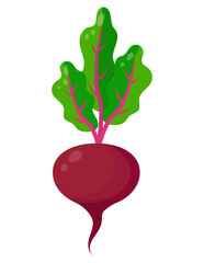 Colorful beetroot pattern. Healthy vegetables. Vector image