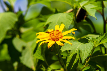 Mexican sunflower (Tithonia diversifolia) in a garden in Rio de Janeiro, Brazil.Mexican sunflower (Tithonia diversifolia) in a garden in Rio de Janeiro, Brazil.