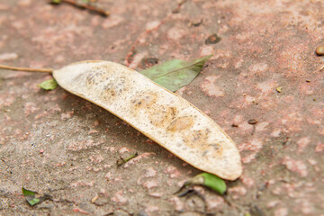 white fava beans fallen over a garden in Rio de Janeiro, Brazil.