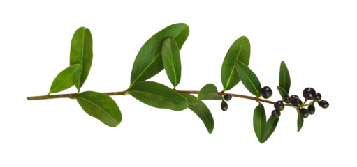 Twig of ligustrum with green leaves and black berries isolated on white or transparent background