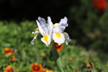 Summer flowers in a city park in Israel.