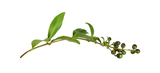 Twig of ligustrum with green leaves and black berries isolated on white or transparent background