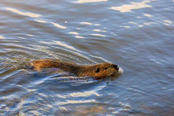 Fototapeta premium Nutria on the banks of the Vltava river in Prague the capital of the Czech Republic. Urban animals.Background