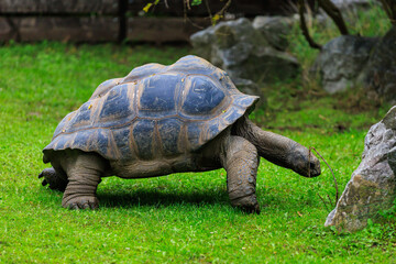 Elephant or Galapagos tortoise. Background with selective focus and copy space