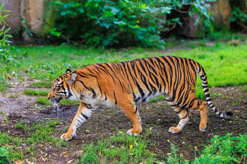 The tiger walks in search. Background with selective focus and copy space