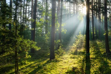 Schöner sonniger Morgen im grünen Wald © Piotr Krzeslak