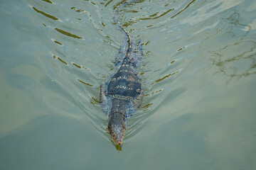 THAILAND AMPHAWA MAE KLONG RIVER IGUANA