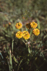 Yellow wild buckwheat detail macro shot