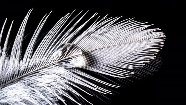 Beautiful white quill pen with water drops close-up isolated on black background. Feather texture. 4k macro raw video with smooth camera movement. Studio shooting. 60 fps.