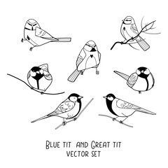Blue tit and great tit black outline vector set isolated on white background. Winter forest bird animal character editable line illustration © smile_flower