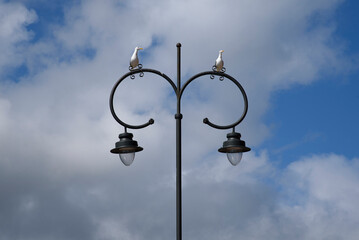 seagulls perched in the sun on a lamppost