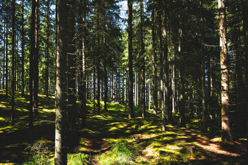 Naklejka premium Swedish forest